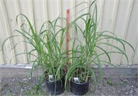 Giant Maiden Grass plants, 2 pots