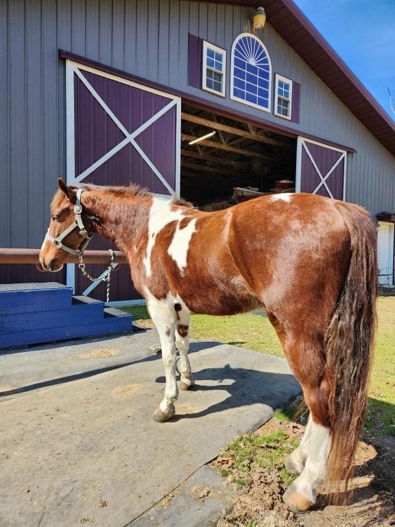 Cowboy - Chestnut/White Spotted Pony Gelding