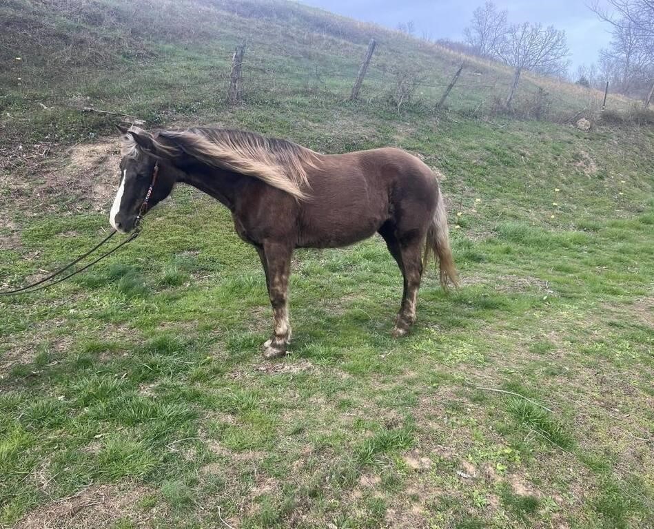 Candy - 12 YR Chocolate Rocky Mtn Mare