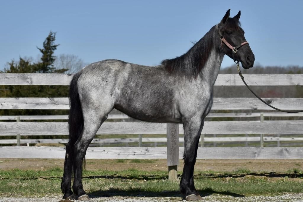 Daisy - 20 Month Old True Blue Roan Filly