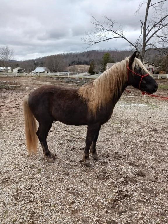 Macho Man - 5 YO Chocolate Rocky Mtn Gelding