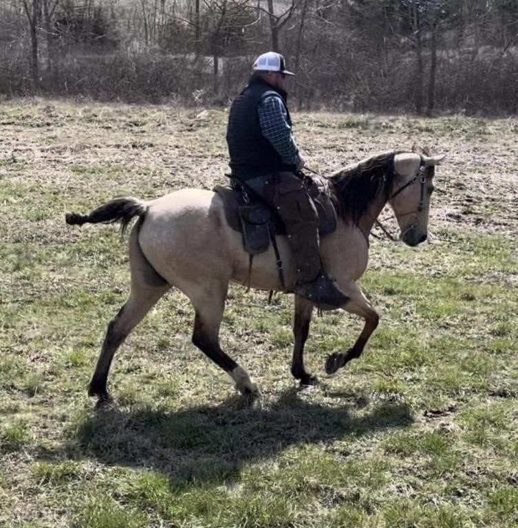 Head - 8 YO Buckskin Gelding