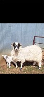 Adult Scottish black & buck lamb valais or babydol