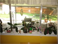 7pc Live Orchids & Decor - Windowsill Lot!