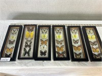 6pc Butterfly Specimen Display Boxes Tall