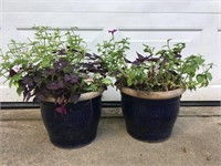 Beautiful Outdoor Blue Ceramic Pots & Plants