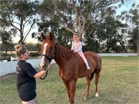 (VIC) BUDDY - THOROUGHBRED GELDING