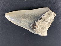 Megalodon's shark's tooth, most of serrations are