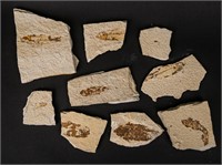 Lot of Wyoming Fossil Fish