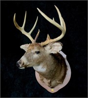 10 point whitetail trophy mount