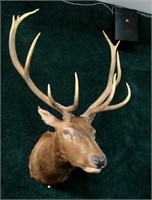 6x6 Red Stag trophy mount