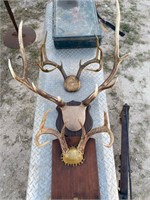 2 White Tail Mounts & 1 Elk Mount