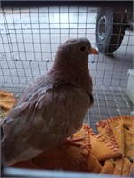 indian pigeon