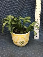 Real Plant In Ceramic Planter