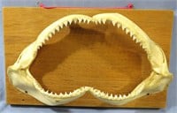 TAXIDERMY SHARK JAW WALL MOUNT 13"WX8"H