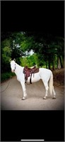 Grey Percheron Cross Mare