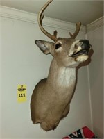 Deer Mount