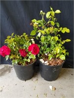 Two rose bushes 2 ft