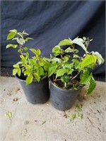 Two raspberry plants in 7-in pots