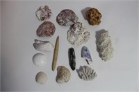 BOX OF ASSORTED FOSSILS SHELLS ETC