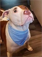 Small blue checkered dog bandanna