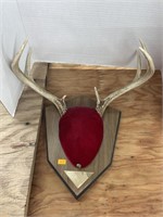 Antler mount