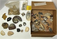 Large Lot of Old Rocks and Shells