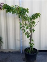 5 ft van cherry