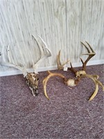 3 deer antlers
