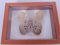 Cadre 3d vitré papillon Brassolidac (Équateur)