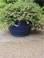 Blue Outdoor Planter 19 X 13" Live Rose Moss