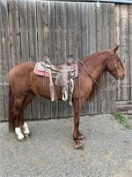 Big Red is an 8 year old Andalusian sorrel