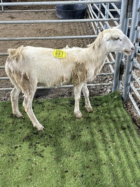 HILLTOP ACRES GOAT & SHEEP AUCTION MAY 18 2024