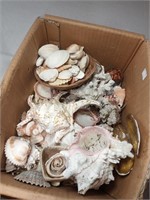 Box of Shells 12x10x9"