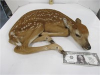 Taxidermy fawn Mount - Shipping Available