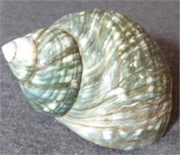 SEA SHELL