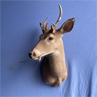 Deer head mount w/ rack  8" wide & 6" tall