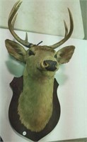 Mounted Deer Head, Seven point buck
