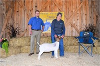 Hickory Springs Farm Club Goat (Doeling) Res CHAMP