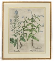 Basilius Besler 1613 Botanical Engraving