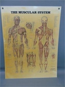 Human Anatomy Muscular System Chart