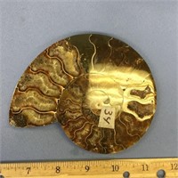 5" ammonite fossils with lots of crystallization a