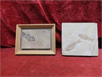 Fish Fossils. One is framed.