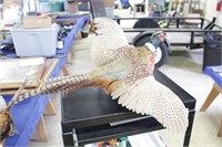 Flying Pheasant Taxidermy NICE!!