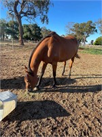 (VIC) MAGGIE - THOROUGHBRED MARE