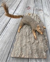 Taxidermy Squirrel