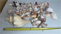 AMAZING Sea Shell Collection