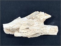 Petrified Wood Branch Limb Section