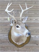 LARGE 8 POINT BUCK
