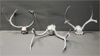 Deer Antlers